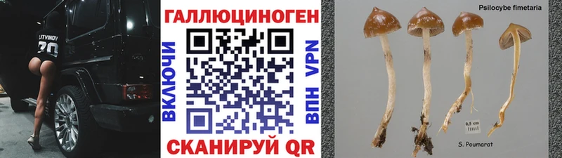 Псилоцибиновые грибы Psilocybine cubensis  Яблоновский 